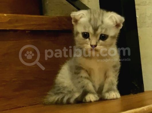 British Shorthair Anne Ve Scr Scottish Fold Baba
