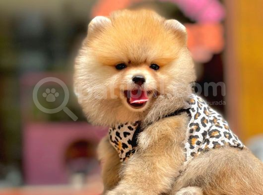 Ayıcık Surat Boo Pomeranian Yavrular görsel