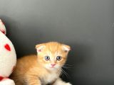 British Shorthair Anne Ve Scr Scottish Fold Baba