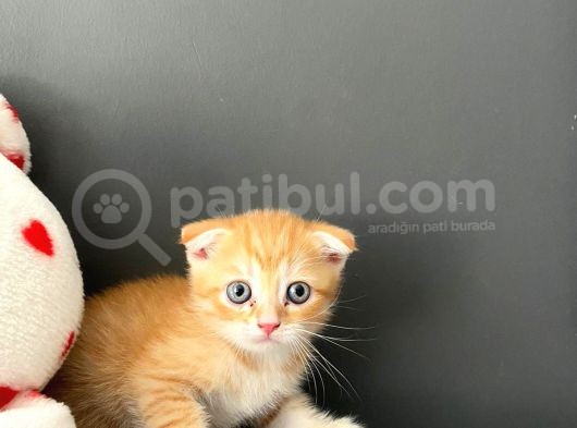 British Shorthair Anne Ve Scr Scottish Fold Baba görsel