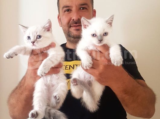 British Shorthair Yavrular
