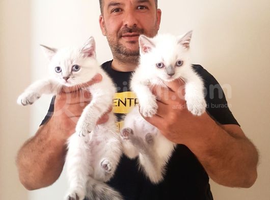 British Shorthair Yavrular görsel