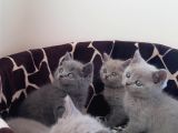 British Shorthair Yavrular