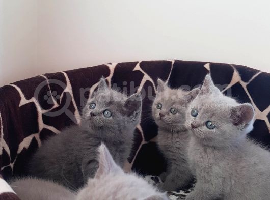 British Shorthair Yavrular görsel