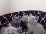 British Shorthair Yavrular