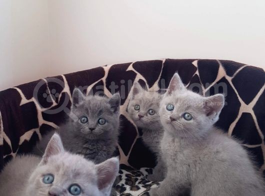 British Shorthair Yavrular