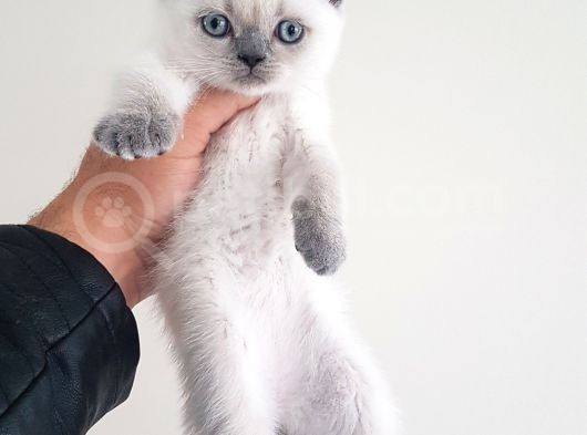 British Shorthair Yavrular görsel