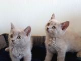 British Shorthair Yavrular