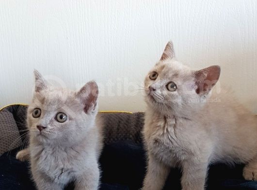 British Shorthair Yavrular görsel