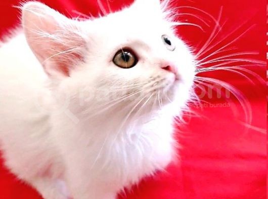 İzmi̇r İçi̇ Ve Çevresi̇ Gönderi̇m Sağlanacaktir görsel