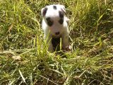 A Kalite Jack Russel Yavrular