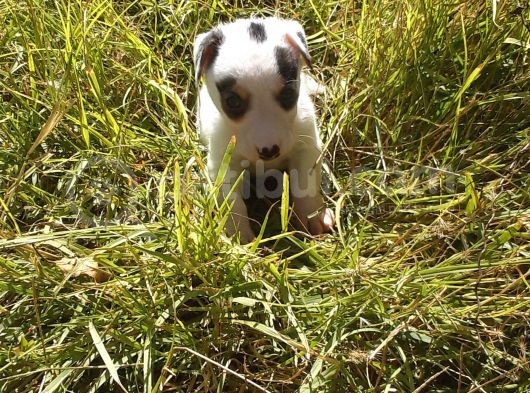 A Kalite Jack Russel Yavrular görsel