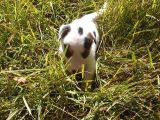 A Kalite Jack Russel Yavrular
