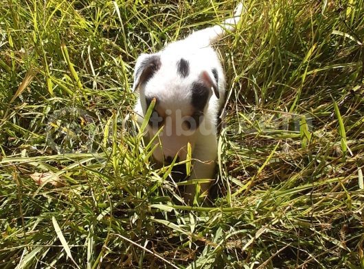 A Kalite Jack Russel Yavrular görsel