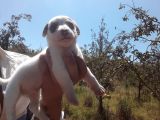 A Kalite Jack Russel Yavrular