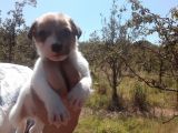 A Kalite Jack Russel Yavrular
