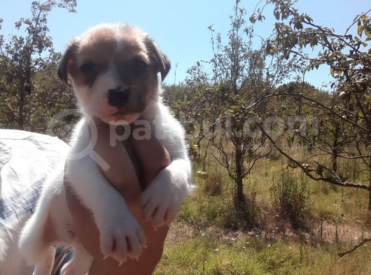 A Kalite Jack Russel Yavrular görsel