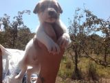 A Kalite Jack Russel Yavrular
