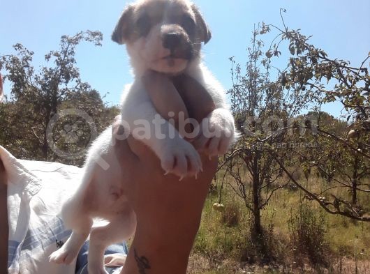 A Kalite Jack Russel Yavrular görsel