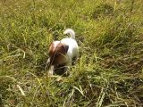 A Kalite Jack Russel Yavrular