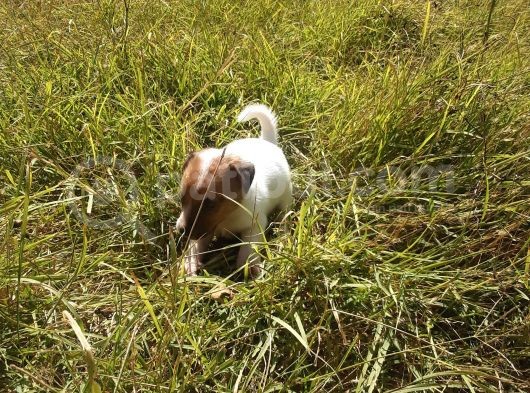 A Kalite Jack Russel Yavrular görsel