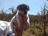 A Kalite Jack Russel Yavrular