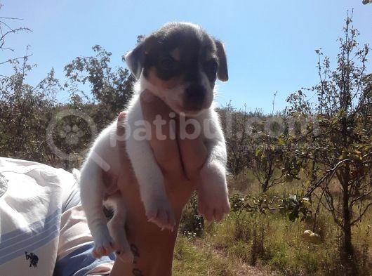 A Kalite Jack Russel Yavrular görsel
