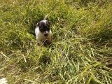 A Kalite Jack Russel Yavrular