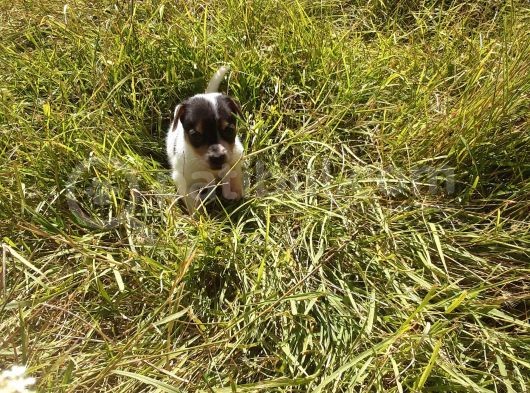 A Kalite Jack Russel Yavrular