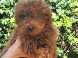 Toy Poodle