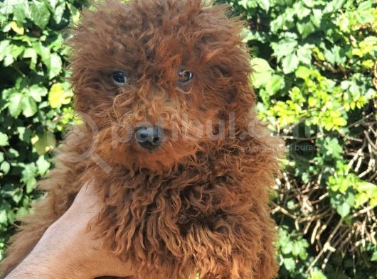 Toy Poodle görsel