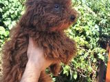 Toy Poodle