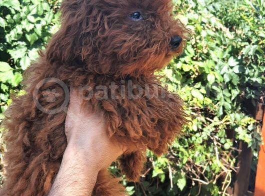 Toy Poodle görsel