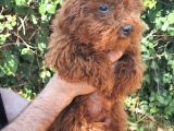 Toy Poodle
