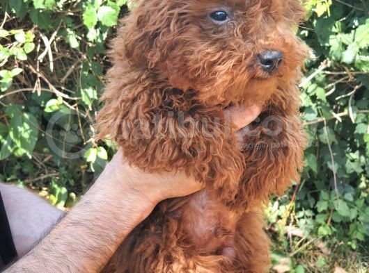 Toy Poodle