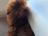 Toy Poodle En Orijinal Red Brownlar