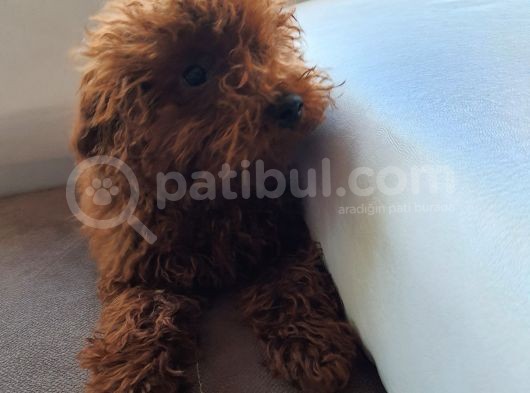 Toy Poodle En Orijinal Red Brownlar görsel