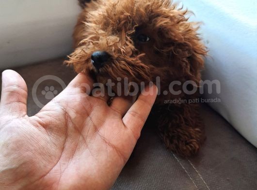 Toy Poodle En Orijinal Red Brownlar görsel