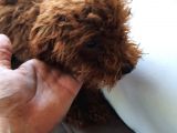 Toy Poodle En Orijinal Red Brownlar