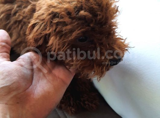Toy Poodle En Orijinal Red Brownlar görsel