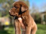 Chocolate Labrador Yavrularımız