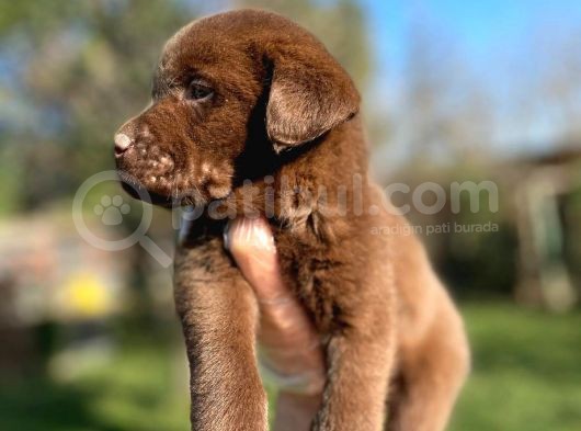 Chocolate Labrador Yavrularımız görsel
