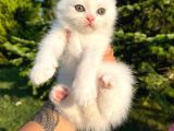 Karbeyaz Scottish Fold Yavrularımız