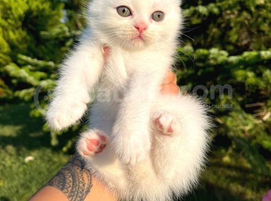 Karbeyaz Scottish Fold Yavrularımız görsel