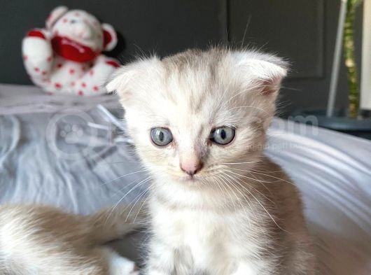 British Shorthair Anne Ve Scr Scottish Fold Baba görsel