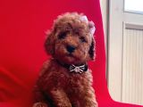 Red Light Toy Poodle Mini Boy Yavrular