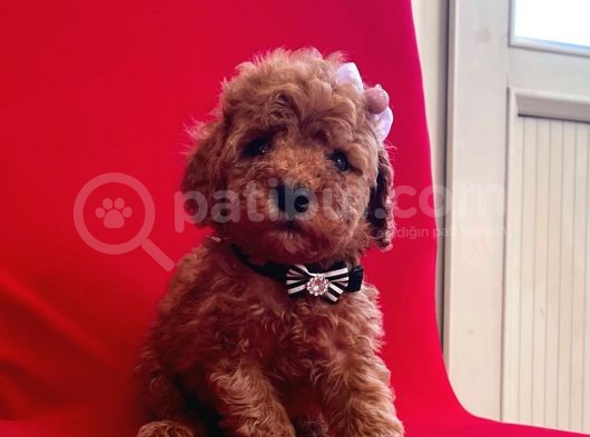 Red Light Toy Poodle Mini Boy Yavrular