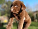 Chocolate Labrador Yavrularımız