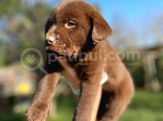 Chocolate Labrador Yavrularımız görsel