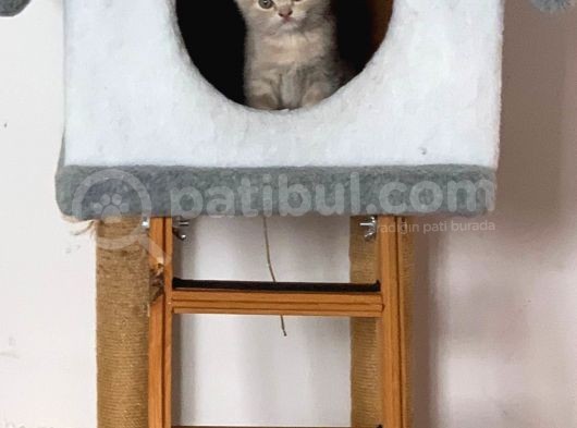 Yavrularım
